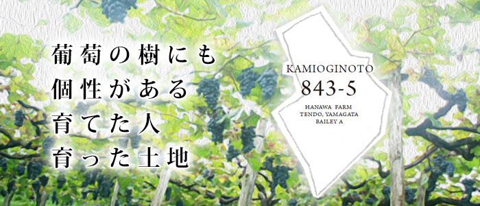 タケダワイナリーKAMIOGINOTO（かみおぎのと）843-5